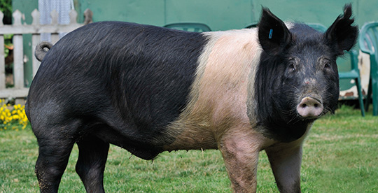 Hampshire pig
