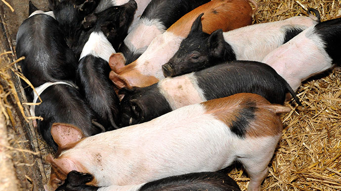 Gloucestershire Old Spot sow and piglets