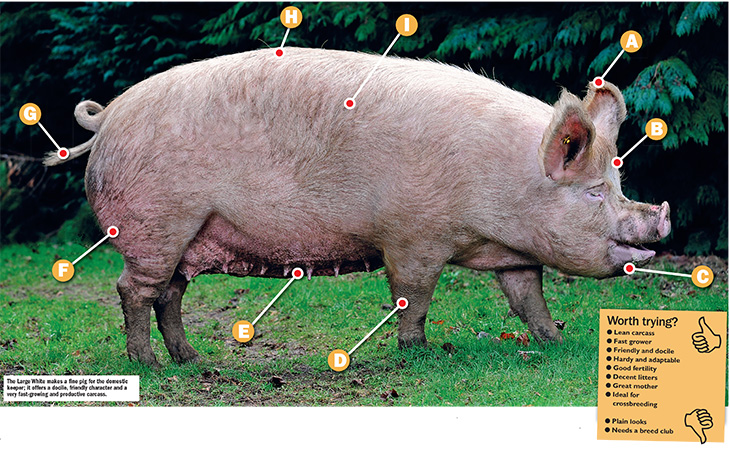 Large White - British Pig Association