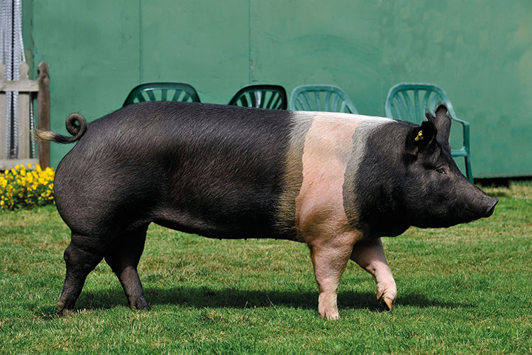 Hampshire pedigree pig