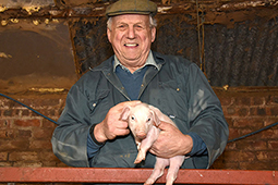 Welsh pedigree pig